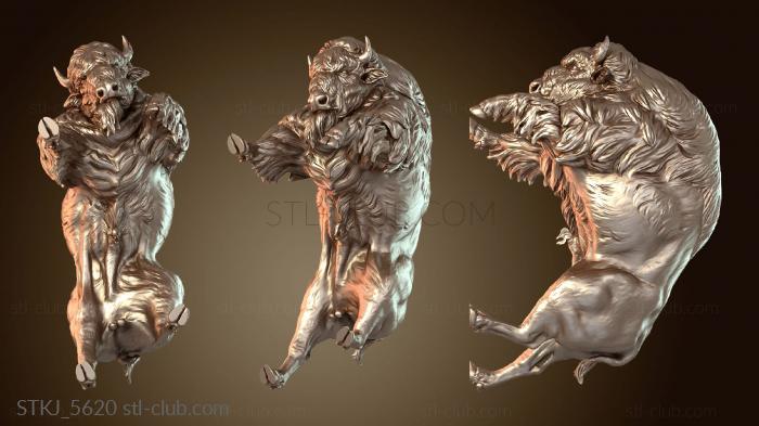 American Bison Fight Youthful