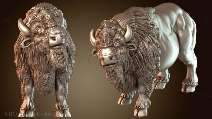 American Buffalo Duplicate