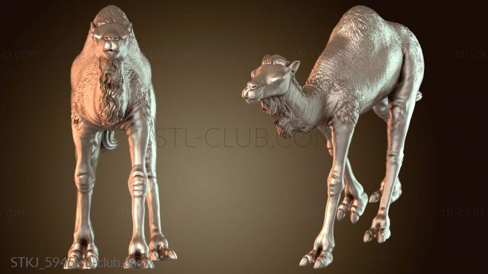 Глава «Марш верблюдов»