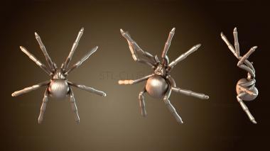 3D модель Паук из ядра Фейвуда (STL)