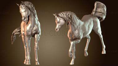 3D model Horse Arabian (STL)
