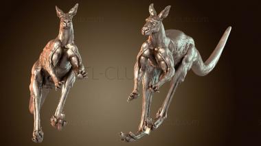 3D model Kangaroo Male Fighting (STL)