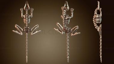 3D model Skeleton Rat Straight (STL)