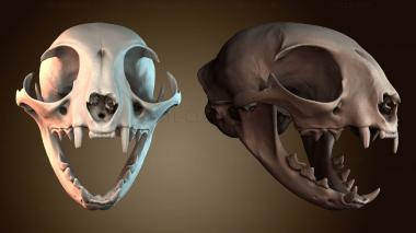 3D model Domestic cat skull (STL)