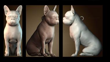 3D model French Bulldog (STL)