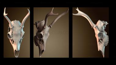 3D модель STKJ_9002 (STL)