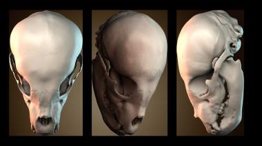 3D мадэль STKJ_9287 (STL)