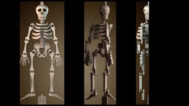 3D model Dancing Skeleton (STL)