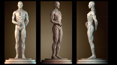 3D model Human muscle reference (STL)