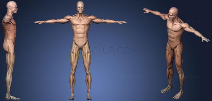 Breathing Idle Animation Anatomy