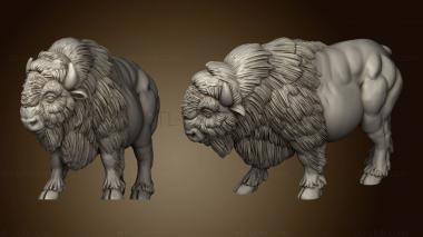 3D model american buffalos buffalo (STL)