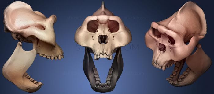 3D модель Череп гигантопитека (STL)