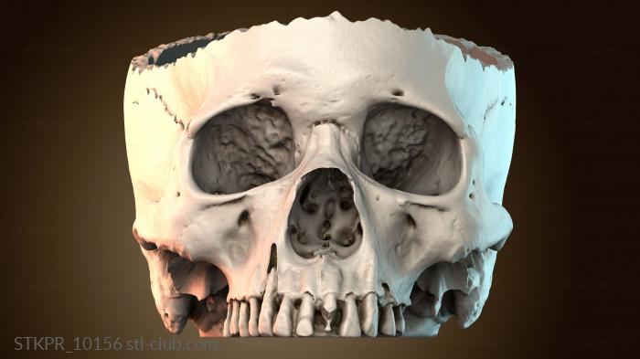 Статуэтки упрощенные Модель черепа человека