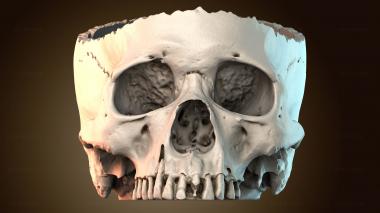 3D модель Модель черепа человека (STL)