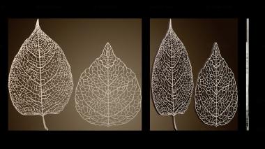 3D модель Изящные вырезанные листья (STL)