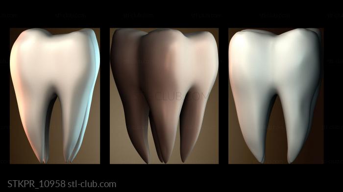 Статуэтки упрощенные Строение зуба человека