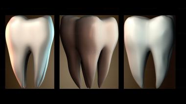 3D модель Строение зуба человека (STL)