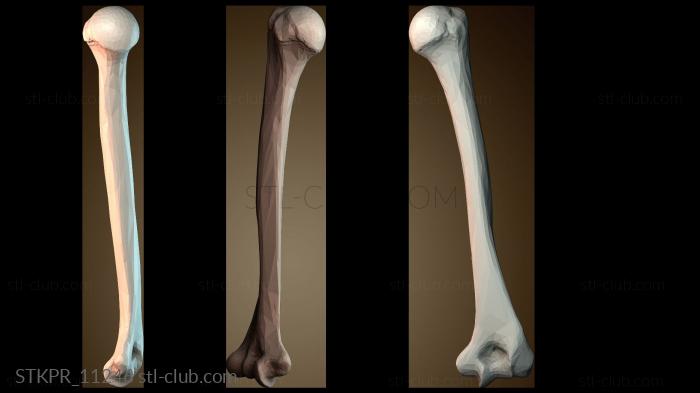 Статуэтки упрощенные Бедренная кость человека