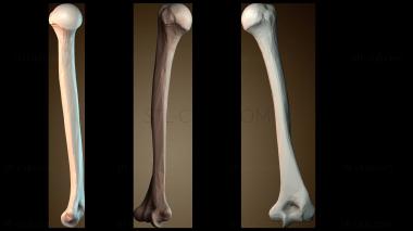 3D модель Бедренная кость человека (STL)