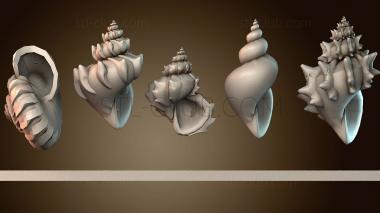 3D модель Спиральные оболочки (STL)