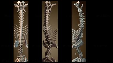3D модель Позвоночник (STL)