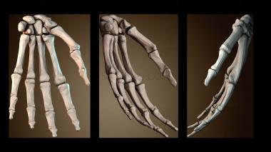 3D модель Кость руки левая (STL)