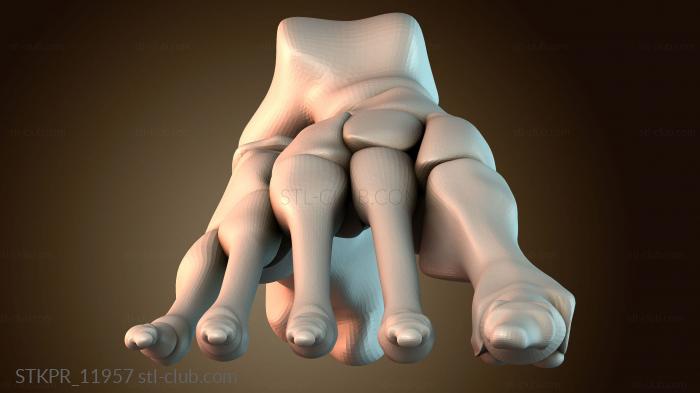 Статуэтки упрощенные Кость правой стопы человека