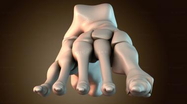 3D модель Кость правой стопы человека (STL)