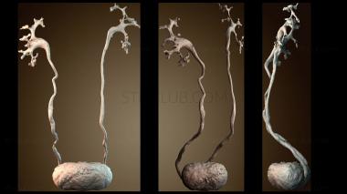 3D модель Мочевыводящие пути (STL)