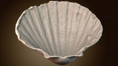 3D модель Морская ракушка (STL)