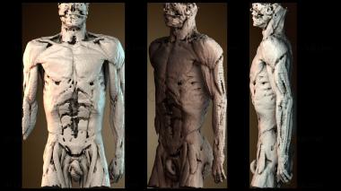 3D модель Мышцы туловища, шеи и рук (STL)