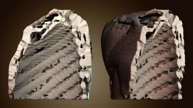 3D модель Мышцы правого плеча (STL)