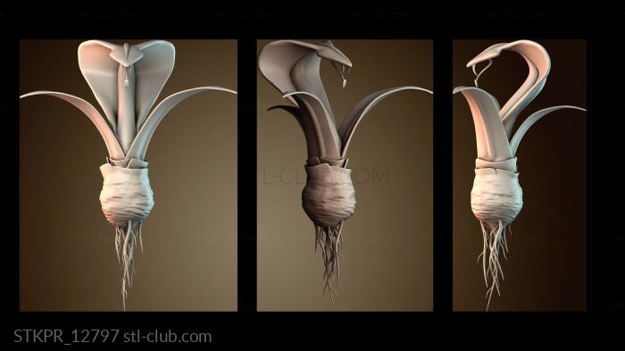 Растение Кобра