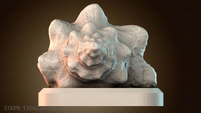 Морская ракушка