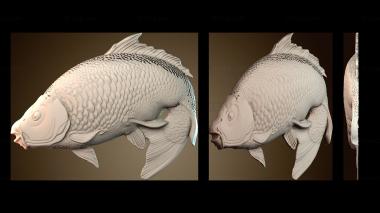 3D модель Карп – рыба (STL)