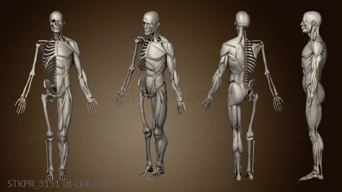 3D модель Изучение Анатомии (STL)