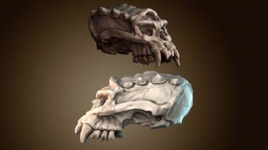 3D модель Голова сплошной череп (STL)