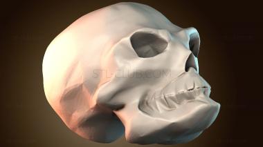 3D модель Модель черепа человека (STL)