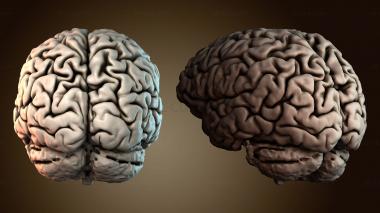 3D модель Модель человеческого мозга (STL)