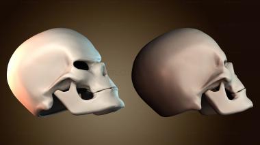 3D модель 3D модель человеческого черепа (STL)