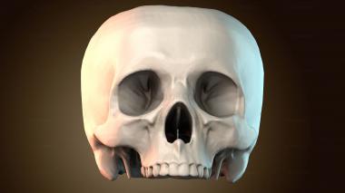 3D модель Модель черепа человека (STL)