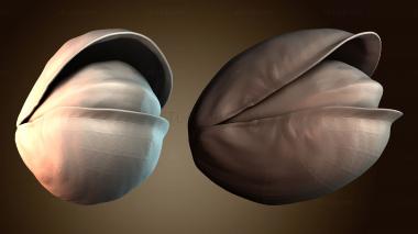 3D модель Абстрактная ракушка (STL)