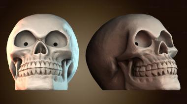 3D модель Иллюстрация человеческого черепа (STL)