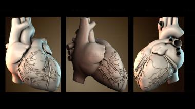 3D модель Анатомия сердца человека (STL)