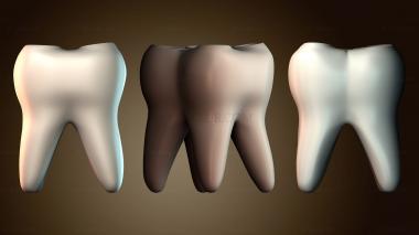 3D модель Модель анатомии зуба (STL)