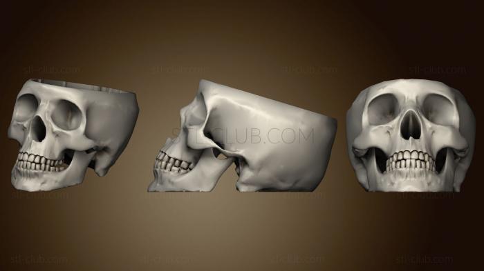 3D модель Доктор Брейн разгладил настоящий череп (STL)