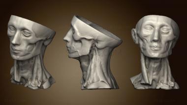 3D мадэль Анатомия человека голова 2 (STL)