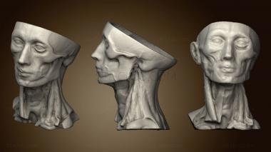 3D мадэль Анатомия человека голова (STL)