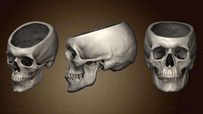3D model Skull Male 40yo (STL)